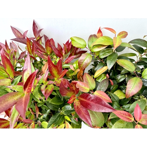 37 - TWO LARGE LEUCOTHOE 'DARK DIAMOND' AND 'ZEBLID' IN 7 LTR POTS 50-60CM TALL PLUS VAT TO BE SOLD FOR T... 