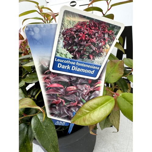 37 - TWO LARGE LEUCOTHOE 'DARK DIAMOND' AND 'ZEBLID' IN 7 LTR POTS 50-60CM TALL PLUS VAT TO BE SOLD FOR T... 