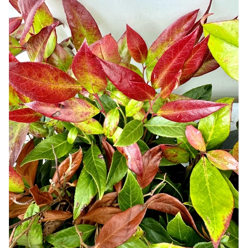 37 - TWO LARGE LEUCOTHOE 'DARK DIAMOND' AND 'ZEBLID' IN 7 LTR POTS 50-60CM TALL PLUS VAT TO BE SOLD FOR T... 