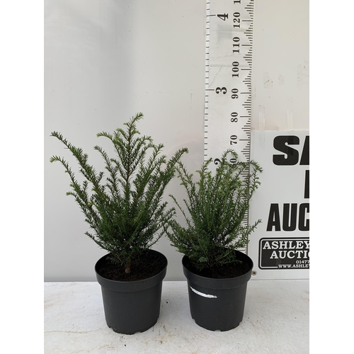 43 - TWO YEW TAXUS BACCATA PLANTS HEDGING PLANTS APPROX 80CM IN HEIGHT IN 7 LTR POTS PLUS VAT