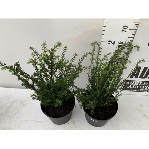 43 - TWO YEW TAXUS BACCATA PLANTS HEDGING PLANTS APPROX 80CM IN HEIGHT IN 7 LTR POTS PLUS VAT