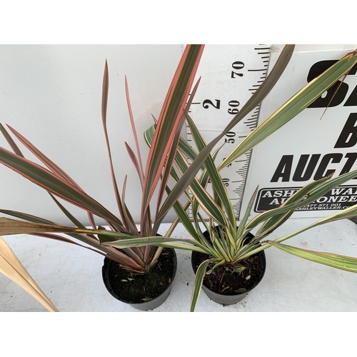 45 - TWO LARGE PHORMIUM TENAX 'RAINBOW QUEEN' AND 'CREAM DELIGHT' APPROX 90-120CM IN HEIGHT IN 5 LTR POTS... 