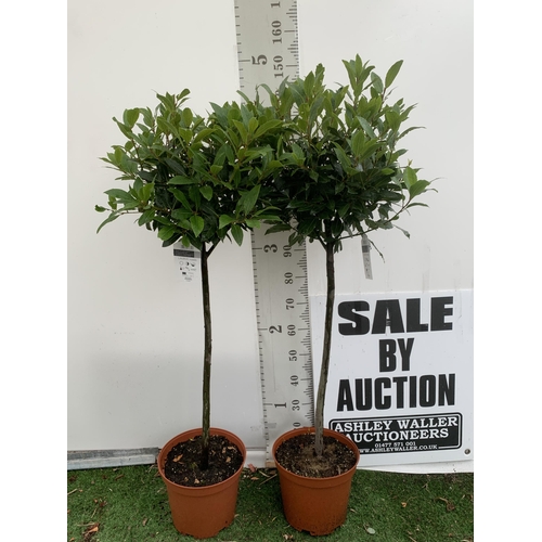 12 - A PAIR OF STANDARD BAY TREES 'LAURUS NOBILIS' IN 10 LTR POTS APPROX 140CM IN HEIGHT TO BE SOLD FOR T... 