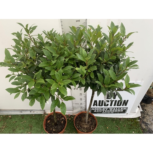 12 - A PAIR OF STANDARD BAY TREES 'LAURUS NOBILIS' IN 10 LTR POTS APPROX 140CM IN HEIGHT TO BE SOLD FOR T... 