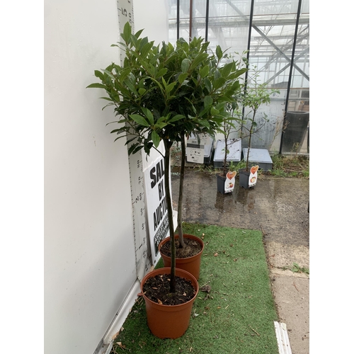 12 - A PAIR OF STANDARD BAY TREES 'LAURUS NOBILIS' IN 10 LTR POTS APPROX 140CM IN HEIGHT TO BE SOLD FOR T... 