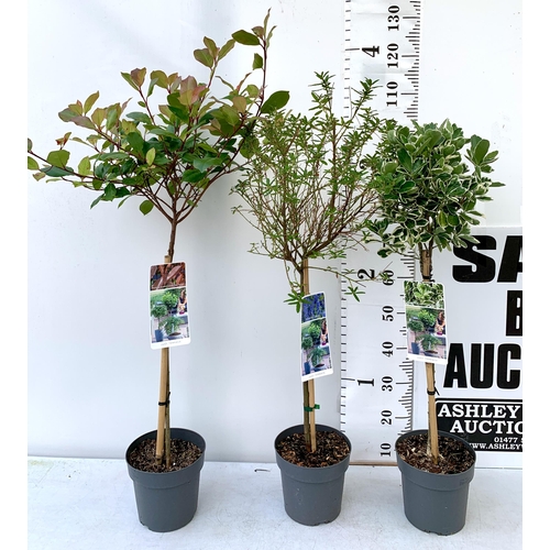 50 - THREE MIXED STANDARD TREES IN 3 LTR POTS. ONE CEANOTHUS 'CONCHA', ONE PHOTINIA FRASERI 'LITTLE RED R... 