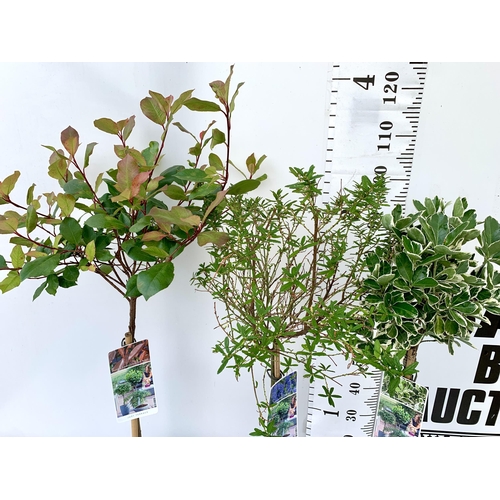 50 - THREE MIXED STANDARD TREES IN 3 LTR POTS. ONE CEANOTHUS 'CONCHA', ONE PHOTINIA FRASERI 'LITTLE RED R... 