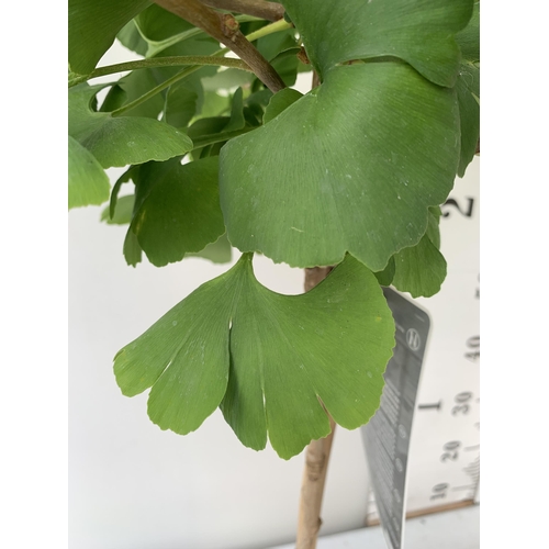 53 - TWO GINKGO BILOBA 'MARIKEN' IN 3 LTR POTS APPROX 120CM IN HEIGHT PLUS VAT TO BE SOLD FOR THE TWO