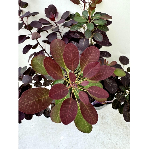 54 - TWO COTINUS COGGYGRIA ROYAL PURPLE SMOKE BUSH IN 3 LTR POTS APPROX 70- 80CM IN HEIGHT PLUS VAT TO BE... 