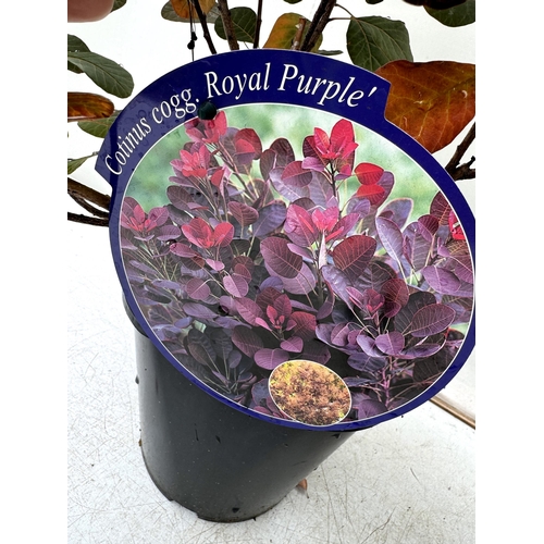 54 - TWO COTINUS COGGYGRIA ROYAL PURPLE SMOKE BUSH IN 3 LTR POTS APPROX 70- 80CM IN HEIGHT PLUS VAT TO BE... 