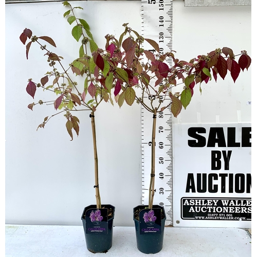 61 - TWO PURPLE CALLICARPA STANDARD TREES BODINIERI PROFUSION IN 4 LTR POTS 140-150CM IN HEIGHT PLUS VAT ... 