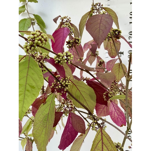 61 - TWO PURPLE CALLICARPA STANDARD TREES BODINIERI PROFUSION IN 4 LTR POTS 140-150CM IN HEIGHT PLUS VAT ... 