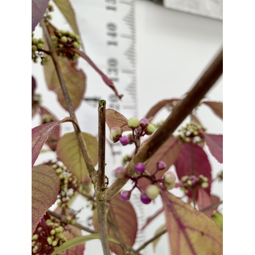 61 - TWO PURPLE CALLICARPA STANDARD TREES BODINIERI PROFUSION IN 4 LTR POTS 140-150CM IN HEIGHT PLUS VAT ... 