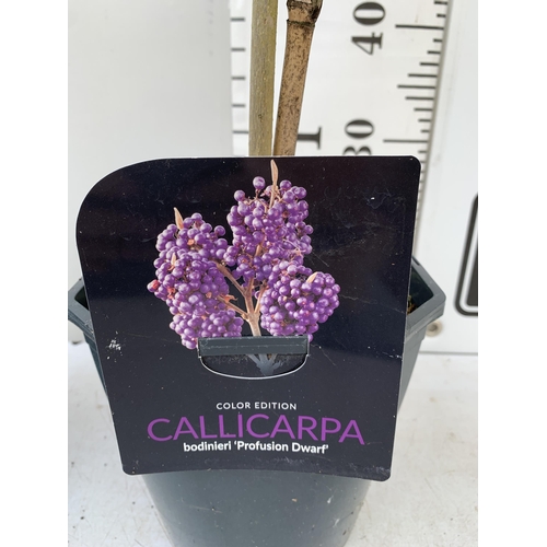 61 - TWO PURPLE CALLICARPA STANDARD TREES BODINIERI PROFUSION IN 4 LTR POTS 140-150CM IN HEIGHT PLUS VAT ... 