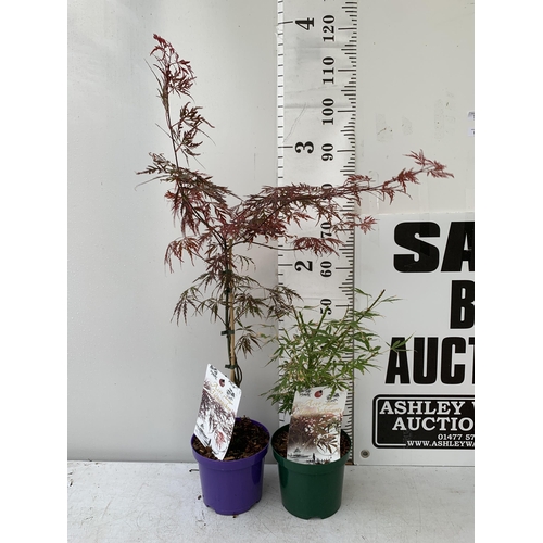 13 - TWO ACER PALMATUMS 'JERRE SCHWARTZ' AND 'FIRECRACKER' IN 3 LTR POTS APPROX 50-120CM IN HEIGHT PLUS V... 