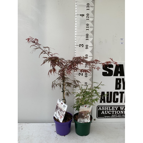 13 - TWO ACER PALMATUMS 'JERRE SCHWARTZ' AND 'FIRECRACKER' IN 3 LTR POTS APPROX 50-120CM IN HEIGHT PLUS V... 