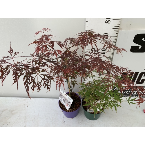 13 - TWO ACER PALMATUMS 'JERRE SCHWARTZ' AND 'FIRECRACKER' IN 3 LTR POTS APPROX 50-120CM IN HEIGHT PLUS V... 