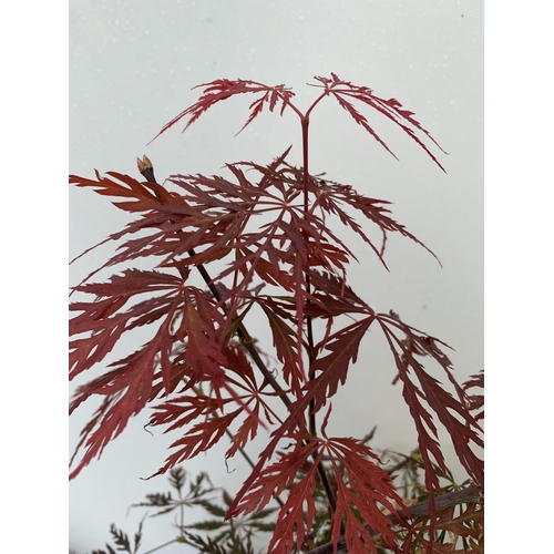 13 - TWO ACER PALMATUMS 'JERRE SCHWARTZ' AND 'FIRECRACKER' IN 3 LTR POTS APPROX 50-120CM IN HEIGHT PLUS V... 