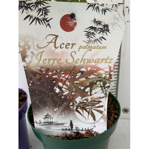 13 - TWO ACER PALMATUMS 'JERRE SCHWARTZ' AND 'FIRECRACKER' IN 3 LTR POTS APPROX 50-120CM IN HEIGHT PLUS V... 