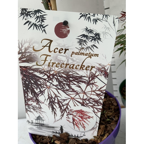 13 - TWO ACER PALMATUMS 'JERRE SCHWARTZ' AND 'FIRECRACKER' IN 3 LTR POTS APPROX 50-120CM IN HEIGHT PLUS V... 