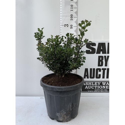 14 - ONE LARGE ILEX MESERVEAE 'BLUE ANGEL' IN A 15 LTR POT. APPROX 1 METRE IN HEIGHT JUST STARTING TO BER... 