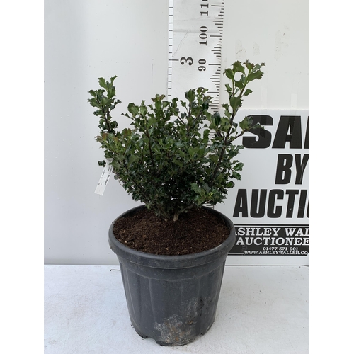 14 - ONE LARGE ILEX MESERVEAE 'BLUE ANGEL' IN A 15 LTR POT. APPROX 1 METRE IN HEIGHT JUST STARTING TO BER... 