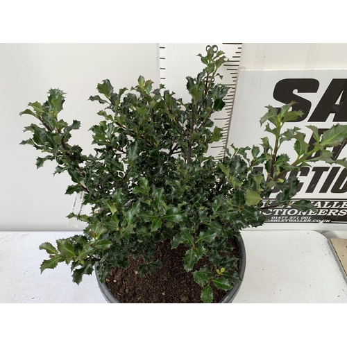 14 - ONE LARGE ILEX MESERVEAE 'BLUE ANGEL' IN A 15 LTR POT. APPROX 1 METRE IN HEIGHT JUST STARTING TO BER... 