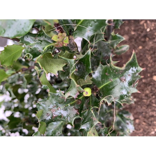 14 - ONE LARGE ILEX MESERVEAE 'BLUE ANGEL' IN A 15 LTR POT. APPROX 1 METRE IN HEIGHT JUST STARTING TO BER... 