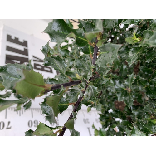 14 - ONE LARGE ILEX MESERVEAE 'BLUE ANGEL' IN A 15 LTR POT. APPROX 1 METRE IN HEIGHT JUST STARTING TO BER... 