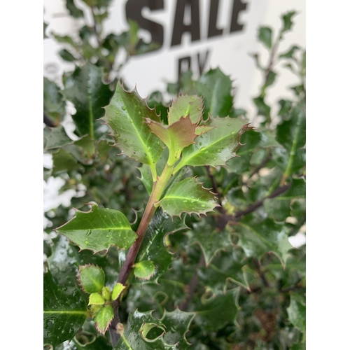 14 - ONE LARGE ILEX MESERVEAE 'BLUE ANGEL' IN A 15 LTR POT. APPROX 1 METRE IN HEIGHT JUST STARTING TO BER... 