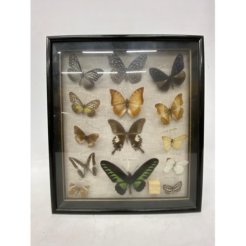 3 - A  BUTTERFLY TAXIDERMY COLLECTION SET WITHIN A BLACK EDGED FRAME WITH GLASS