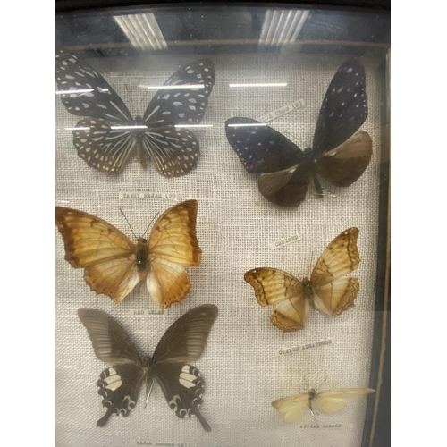 3 - A  BUTTERFLY TAXIDERMY COLLECTION SET WITHIN A BLACK EDGED FRAME WITH GLASS