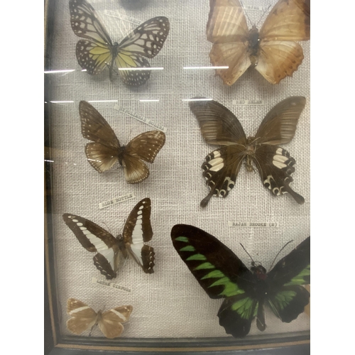 3 - A  BUTTERFLY TAXIDERMY COLLECTION SET WITHIN A BLACK EDGED FRAME WITH GLASS