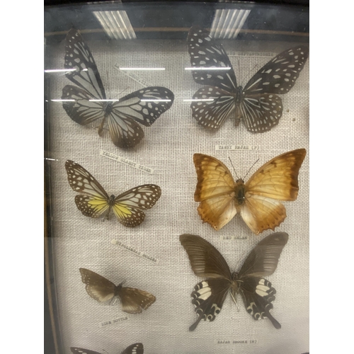 3 - A  BUTTERFLY TAXIDERMY COLLECTION SET WITHIN A BLACK EDGED FRAME WITH GLASS