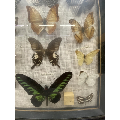 3 - A  BUTTERFLY TAXIDERMY COLLECTION SET WITHIN A BLACK EDGED FRAME WITH GLASS