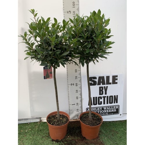 12 - A PAIR OF STANDARD BAY TREES 'LAURUS NOBILIS' IN 10 LTR POTS APPROX 140CM IN HEIGHT TO BE SOLD FOR T... 