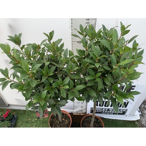 12 - A PAIR OF STANDARD BAY TREES 'LAURUS NOBILIS' IN 10 LTR POTS APPROX 140CM IN HEIGHT TO BE SOLD FOR T... 