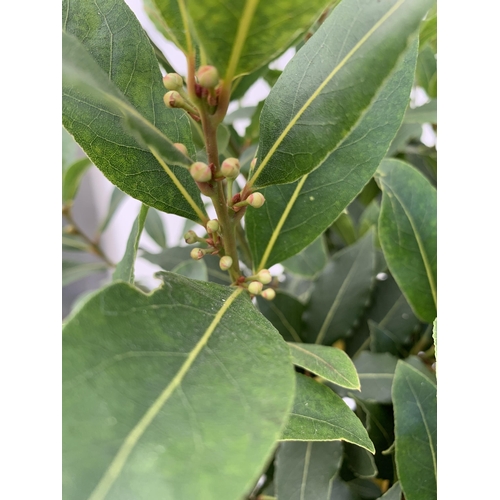 12 - A PAIR OF STANDARD BAY TREES 'LAURUS NOBILIS' IN 10 LTR POTS APPROX 140CM IN HEIGHT TO BE SOLD FOR T... 