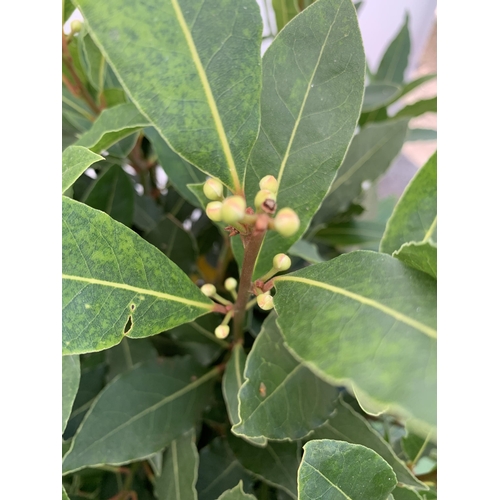 12 - A PAIR OF STANDARD BAY TREES 'LAURUS NOBILIS' IN 10 LTR POTS APPROX 140CM IN HEIGHT TO BE SOLD FOR T... 