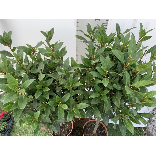 12 - A PAIR OF STANDARD BAY TREES 'LAURUS NOBILIS' IN 10 LTR POTS APPROX 140CM IN HEIGHT TO BE SOLD FOR T... 