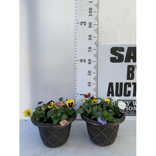 23 - TWO PLANTERS FILLED WITH MIXED COLOUR WINTER PANSIES. APPROX 30CM IN DIAMETER, 20CM IN HEIGHT. PLUS ... 