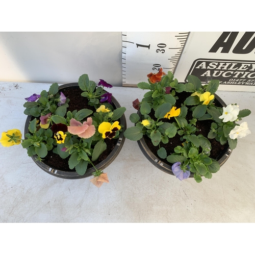 23 - TWO PLANTERS FILLED WITH MIXED COLOUR WINTER PANSIES. APPROX 30CM IN DIAMETER, 20CM IN HEIGHT. PLUS ... 