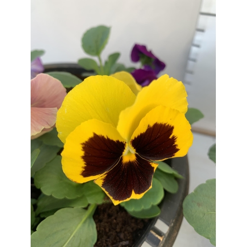 23 - TWO PLANTERS FILLED WITH MIXED COLOUR WINTER PANSIES. APPROX 30CM IN DIAMETER, 20CM IN HEIGHT. PLUS ... 