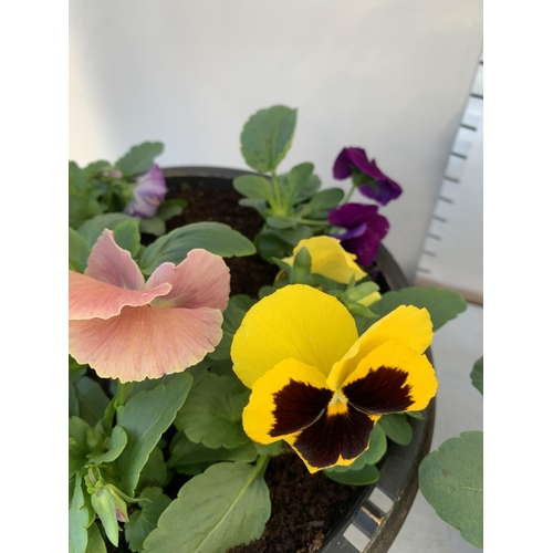 23 - TWO PLANTERS FILLED WITH MIXED COLOUR WINTER PANSIES. APPROX 30CM IN DIAMETER, 20CM IN HEIGHT. PLUS ... 