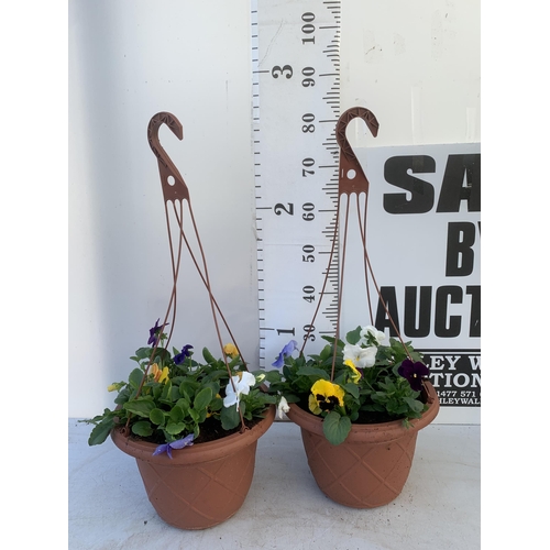 24 - TWO HANGING BASKETS FILLED WITH MIXED COLOUR WINTER PANSIES APPROX 80CM IN HEIGHT PLUS VAT TO BE SOL... 