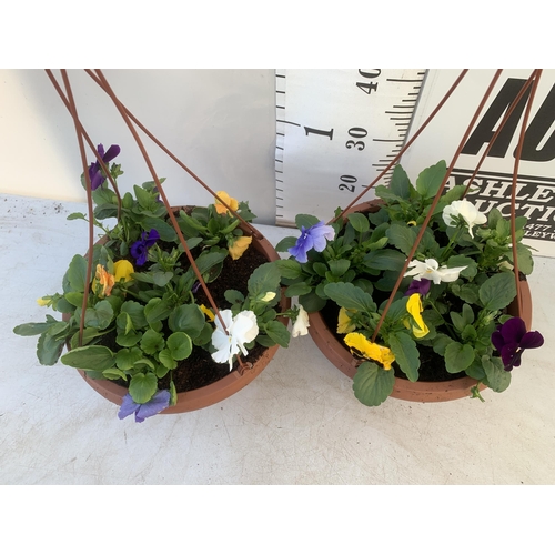 24 - TWO HANGING BASKETS FILLED WITH MIXED COLOUR WINTER PANSIES APPROX 80CM IN HEIGHT PLUS VAT TO BE SOL... 