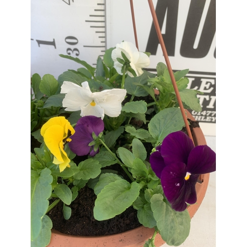 24 - TWO HANGING BASKETS FILLED WITH MIXED COLOUR WINTER PANSIES APPROX 80CM IN HEIGHT PLUS VAT TO BE SOL... 