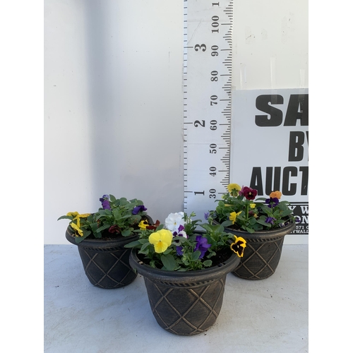 28 - THREE PLANTERS FILLED WITH MIXED COLOUR WINTER PANSIES. APPROX 30CM IN DIAMETER, 20CM IN HEIGHT. PLU... 