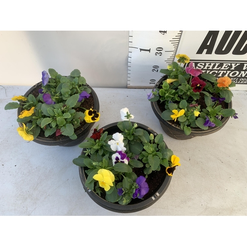 28 - THREE PLANTERS FILLED WITH MIXED COLOUR WINTER PANSIES. APPROX 30CM IN DIAMETER, 20CM IN HEIGHT. PLU... 