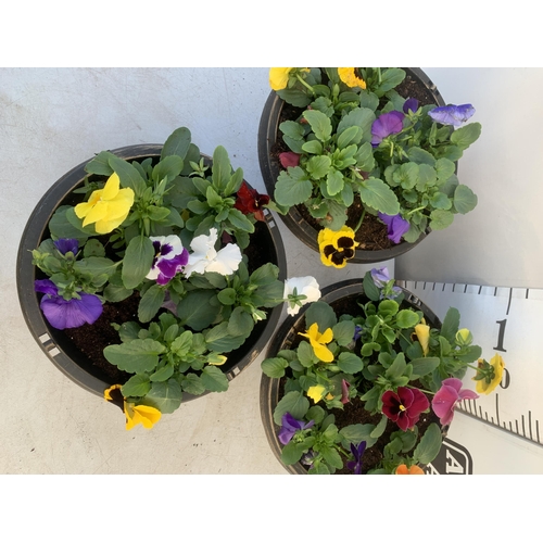 28 - THREE PLANTERS FILLED WITH MIXED COLOUR WINTER PANSIES. APPROX 30CM IN DIAMETER, 20CM IN HEIGHT. PLU... 